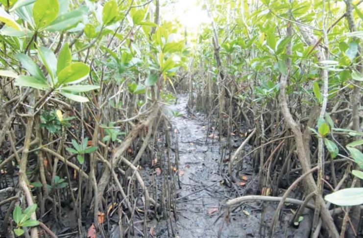 Mangroves serve as breeding grounds for numerous marine species that thrive above and below the waterline. They also help fight global warming by removing carbon dioxide from the atmosphere, and protect coastal areas from violent storm surges and floods by becoming natural barriers.