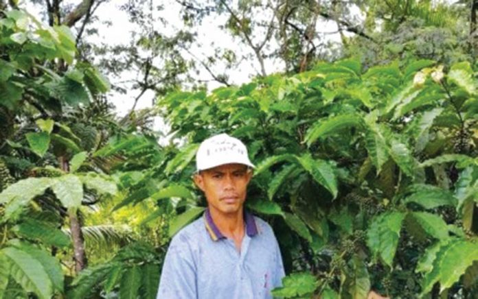 Alejandro Gonzaga, president of the Calu-oy-Tula-tula Sikap Organization, shows their robusta coffee plants in Barangay Calu-oy, Sibalom in Antique. The coffee they are producing has been classified as fine grade during the 2021 Philippine Coffee Quality Competition. ALEJANDRO GONZAGA