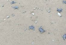 Green sea turtle hatchlings crawl their way to the sea of Tibiao, Antique.