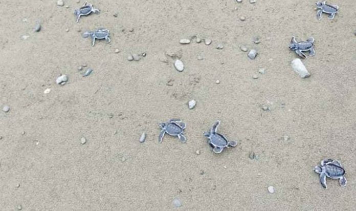 Green sea turtle hatchlings crawl their way to the sea of Tibiao, Antique.