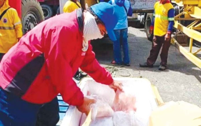 A member of the Provincial ASF Task Force quarantine team inspects the contents of arriving vehicles and refrigerated container vans in one of the ports of entry in Negros Occidental. The province continues to ban the entry of live pigs, pork, and pork products from Luzon, Mindanao, and Eastern Samar, which have confirmed cases of African swine fever. NEGROS OCCIDENTAL PROVINCIAL VETERINARY OFFICE