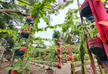 Amid the pandemic, communal gardens foster bayanihan and compassion among Ilonggos. PANAY NEWS PHOTO