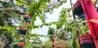 Amid the pandemic, communal gardens foster bayanihan and compassion among Ilonggos. PANAY NEWS PHOTO