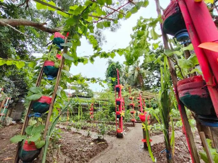 Amid the pandemic, communal gardens foster bayanihan and compassion among Ilonggos. PANAY NEWS PHOTO