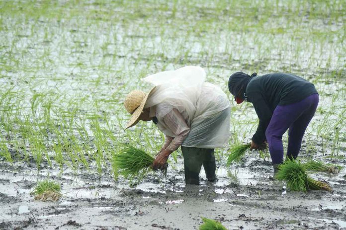 Farmers plant rice crops in a rice paddy in Pototan, Iloilo. Aiming to strengthen farmers' land ownership in the country, Representative Joey Salceda filed House Bill 9955 or Agrarian Lands Easing Act. The bill also seeks to promote investments in the agriculture sector by condoning the loans of agrarian reform beneficiaries. PANAY NEWS PHOTO