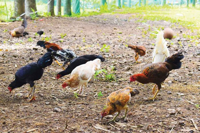 Fly infestation has been reported in several poultry farms in Negros Occidental, prompting Governor Eugenio Jose Lacson to order the immediate implementation of biosecurity measures to control and eradicate the problem. DA-6