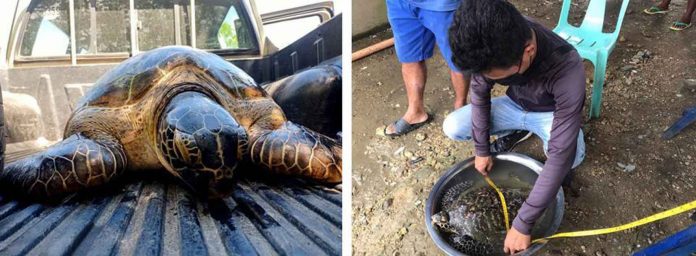 A Green sea turtle (left) in Dumangas, Iloilo and a Hawksbill sea turtle in Guimaras are being observed prior to their release back to the wild. DENR-6 PHOTOS