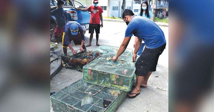 Farmers’ associations in Buenavista, Guimaras, receive their stocks of native chicken under the Livestock and Poultry Livelihood Assistance Program of the Department of Agriculture. Over 8,000 native chickens have been provided to farmers’ cooperatives and associations and individual farmers as of the third quarter of 2021. DA REGIONAL AGRI-FISHERY INFORMATION DIVISION