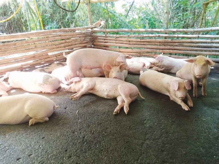 Small backyard hog raisers within the .5-kilometer radius from the African Swine Fever (ASF)-infected farm in Oton, Iloilo are affected, too. Their hog heads would be culled today. PN FILE PHOTO