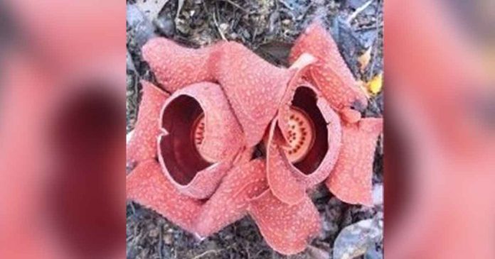 BLOOMING. Rafflesia speciosa, the biggest flower in the world, blooms in Barangay Bad-as, Sibalom, Antique. Environmental enthusiast Engineer Jonathan de Gracia says Rafflesia speciosa producing two intertwining flowers is rare. PHOTO COURTESY OF CARMELLA NICAR