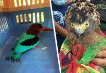 Philippine serpent eagle (right) turned over to PENRO-Iloilo; and White-throated kingfisher rescued in Cadiz City (left).