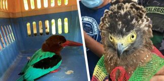 Philippine serpent eagle (right) turned over to PENRO-Iloilo; and White-throated kingfisher rescued in Cadiz City (left).