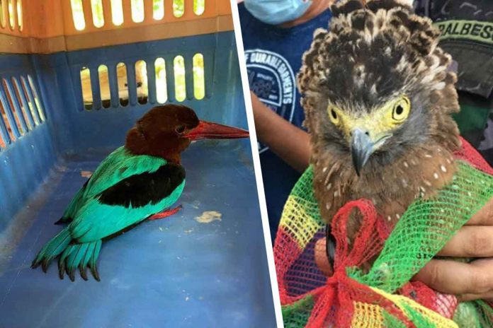 Philippine serpent eagle (right) turned over to PENRO-Iloilo; and White-throated kingfisher rescued in Cadiz City (left).