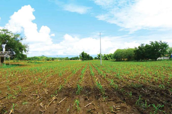 Photo shows a corn plantation in Cabatuan, Iloilo. DA-RAFID RFO 6