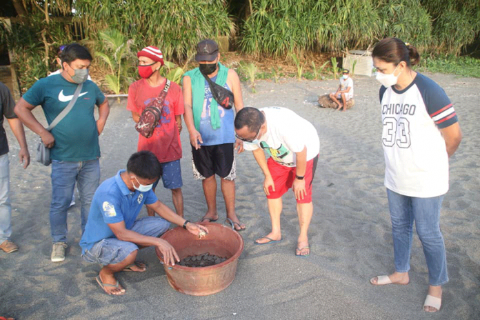 Turtle hatchlings are being released to the sea in Barangay Dalipe, San Jose, Antique. As a result of the coronavirus pandemic, human activity on all beaches has virtually ceased, resulting in an increase in sea turtle nesting. Photos from Facebook page of Mayor Elmer Untaran