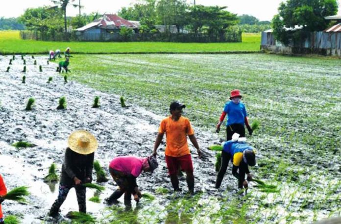 Unmindful of the scorching heat, these farmers in Leganes, Iloilo are up on their hustle to put food to every Western Visayan table. This should be a reminder that rice must not be put to waste, according to the Department of Agriculture. PANAY NEWS PHOTO