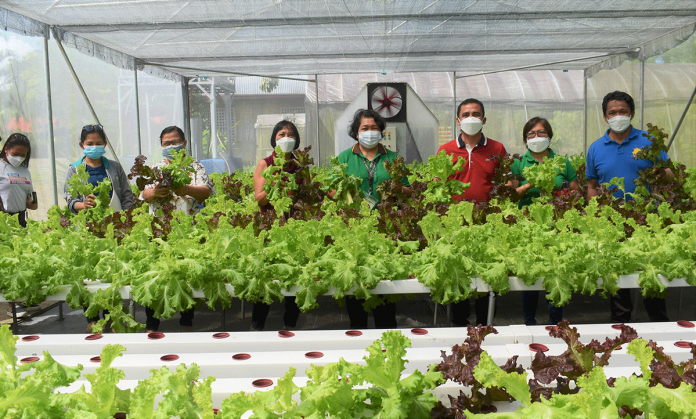 Lettuce grow in this greenhouse with hydroponics in Barangay Lanot, Roxas City. PHOTO FROM DA-6 FACEBOOK PAGE