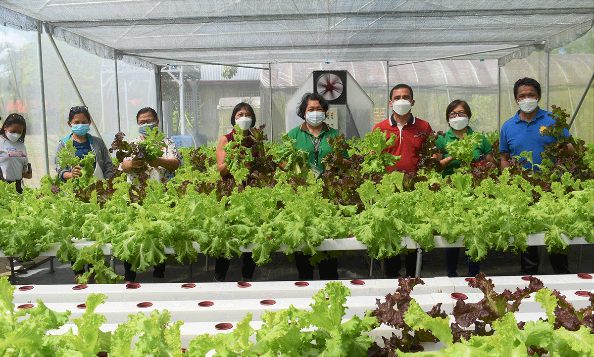 Capiz gets first greenhouse with hydroponics