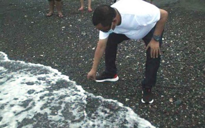 San Jose, Antique’s Mayor Elmer Untaran releases green sea turtle hatchlings back to the sea in Barangay Funda-Dalipe. PHOTO COURTESY OF SAN JOSE LGU