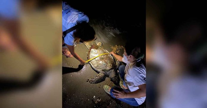 This dead green sea turtle found along the shore of Barangay Baybay, Roxas City had a broken carapace. PHOTOS FROM CAPENRO FB PAGE