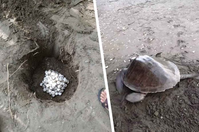 This is the nesting burrow (top photo) of an olive ridley sea turtle (lower photo) that returned to the sea after laying her eggs in Barangay Navitas, Panay, Capiz. Villagers counted 127 eggs in total. PHOTO BY ELSA CORDOVA ABASIAR