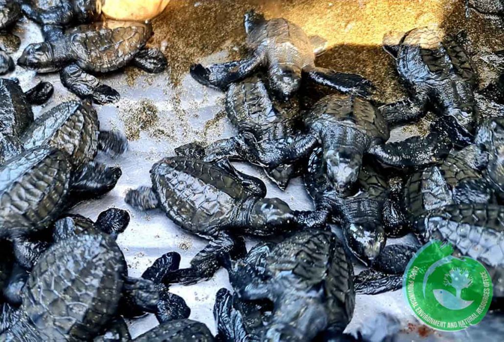 106 Olive Ridley sea turtle hatchlings released