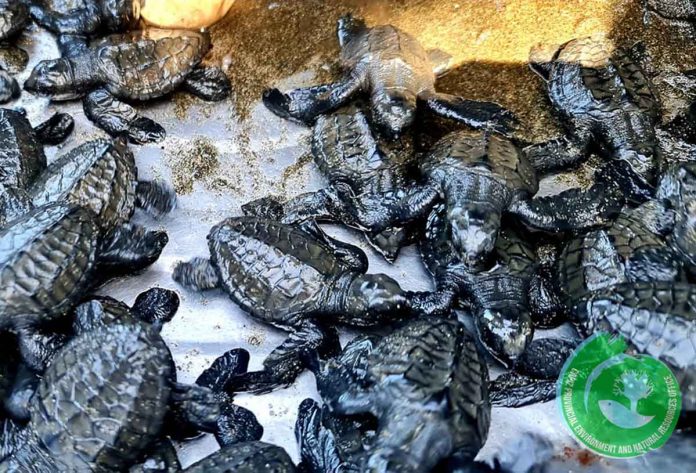 Sea turtle hatchlings were released to the sea in Barangay Navitas, Panay, Capiz. CaPENRO FB