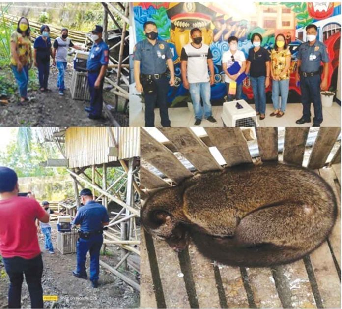 A Visayan wild cat or Civet Cat was rescued recently by a local resident in Barangay Tabuc Norte, Panitan, Capiz.Panit-an MPS