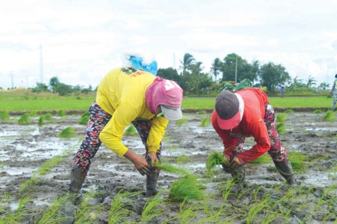 Photo for representation only. WESTERN VISAYAS FARMERS. JAPHET FAJARDO