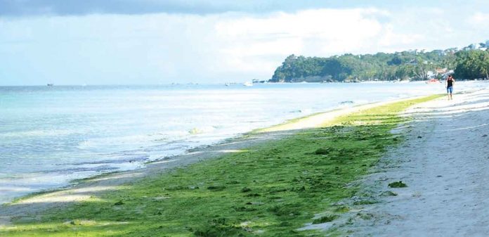 ‘GREEN BEACH CARPET’. Green algae in Boracay Island are naturally-occurring during the dry season, according to the Boracay Inter-Agency Rehabilitation Management Group. They are “non-toxic and should not be a cause for concern,” says group head Martin Jose Despi. PN FILE PHOTO