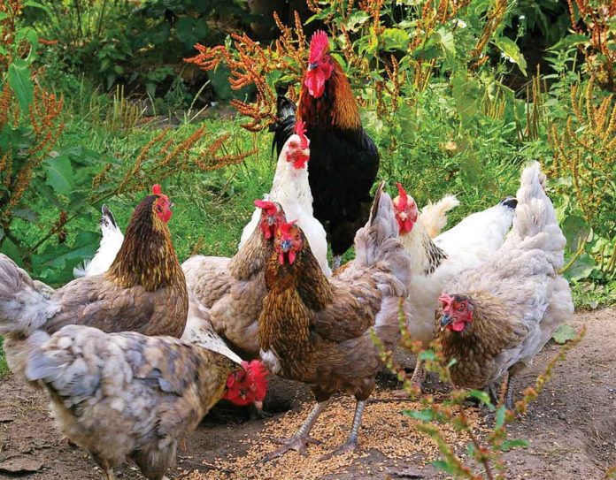 Western Visayas is No. 1 in the inventory of the darag native chicken in the country, according to the Department of Agriculture. Darag can reproduce and survive with minimal care and management. They forage in the wild.