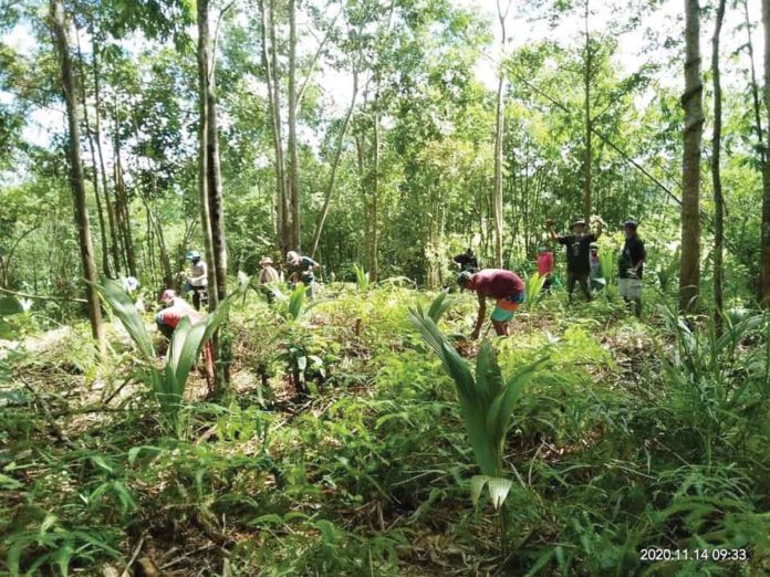 The massive and collective tree planting is spearheaded by CaPENRO as part of its Go Green Capiz campaign toward an ecologically sustainable and resilient province. CaPENRO FB Page