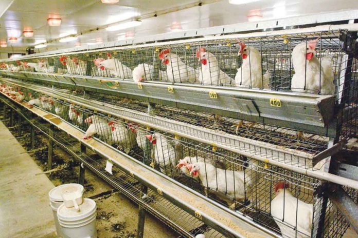 The Department of Agriculture has temporarily barred the entry of poultry products from five states in the United States such as Missouri, South Dakota, North Dakota, Minnesota, and Iowa after recording numerous bird flu outbreaks there.