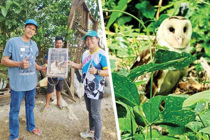 An eastern grass owl is released back to the wild by the Capiz Provincial Environment and Natural Resources Office. PHOTO FROM CAPENRO