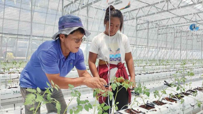 Western Visayas Integrated Agricultural Research Center researchers transplant 1,445 tomato and 775 paprika seedlings by following the prescribed technologies and good agricultural practices.