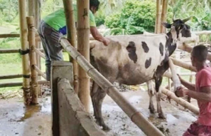 A personnel of the Antique Provincial Veterinary Office vaccinates a cow in Barangay Masayo, Tobias Fornier. Dr. Marco Rafael Ardamil of the ProVet warns farmers against hemorrhagic septicaemia disease that affects livestock animals especially during the rainy season. PHOTO BY LUELA FURIO, ANTIQUE PROVET