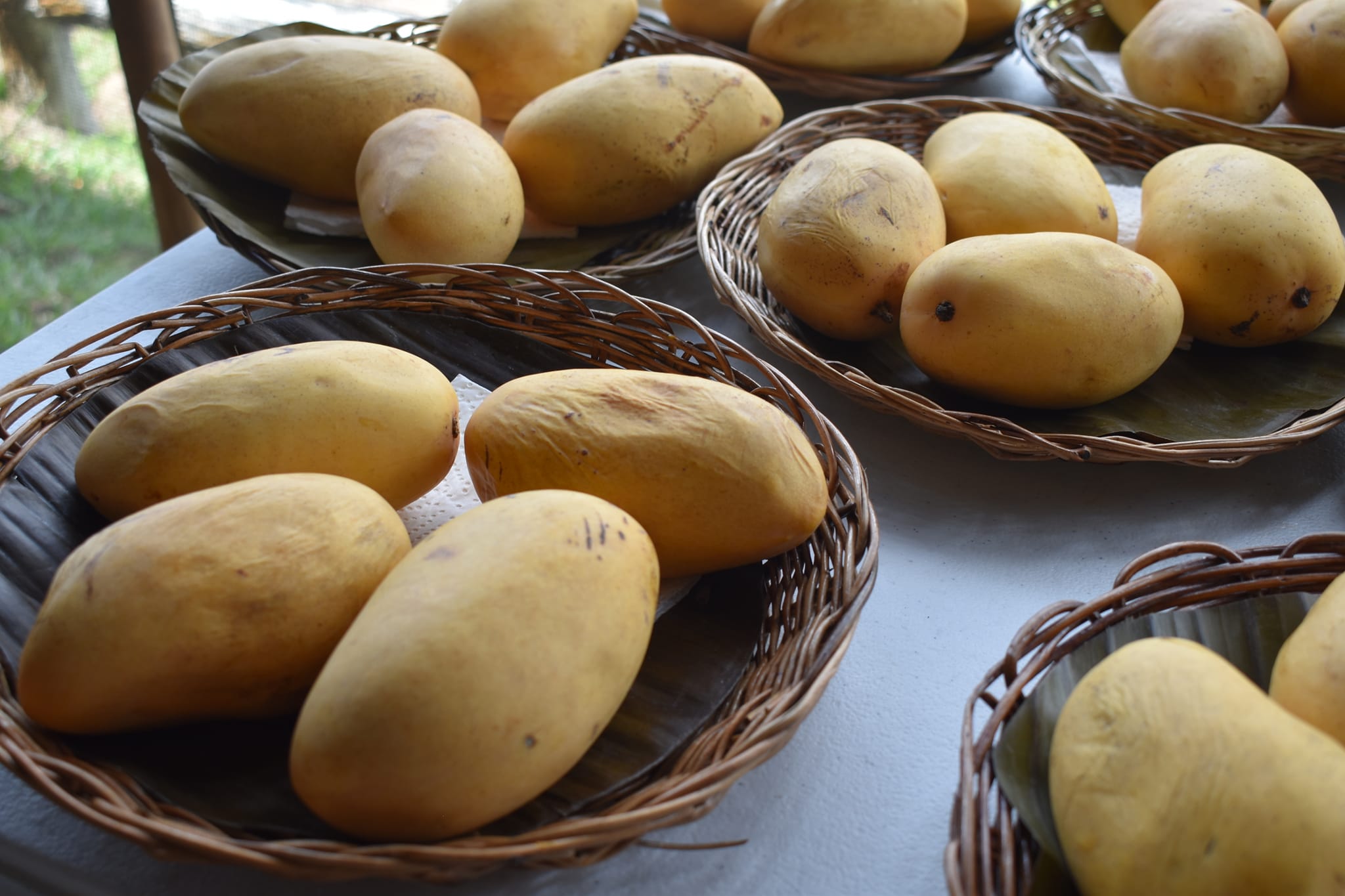 Guimaras and its mangoes bounce back