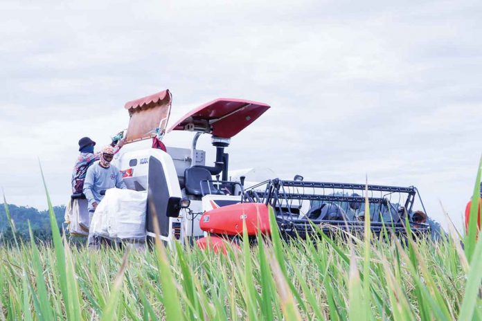 The Philippine Rice Research Institute’s Balanced Fertilization Strategy highlights the importance of combining organic and inorganic fertilizer to reduce production cost while ensuring good yield. DA-6 PHOTO