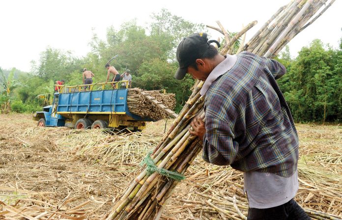 Plantation workers in Baragay Nasaka, Maasin, Iloilo prepare sugarcanes for transport to a sugar central in Passi City, Iloilo province. What triggered the economic boom of Iloilo in the 19th century was the development of its sugar industry. PN FILE PHOTO