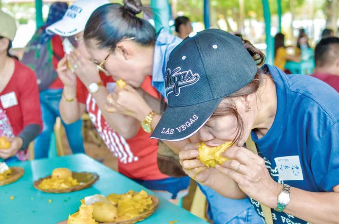 Manggahan Festival of Guimaras Island this year will still be a pared down celebration due to the coronavirus disease 2019 pandemic. This file photo shows people eating Guimaras’ sweet mangoes in the so-called “eat all you can” festival event. PN PHOTO