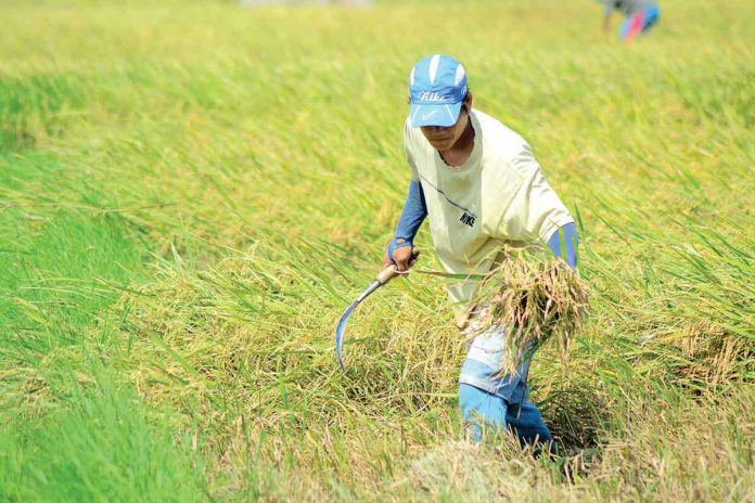 Iloilo Provincial Agriculture Office head Ildefonso Toledo assures that the province is 180 percent rice self-sufficient. He said it is not a problem if the local farmers fail to reach this year’s target palay production of one million metric tons.