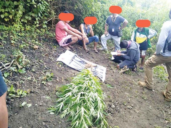 San Carlos City Police Station’s raiding team uproots marijuana plants with a combined weight of two kilograms and valued at around P240,000 at a plantation in Barangay Nataban, San Carlos City, Negros Occidental on Friday morning, June 24, 2022. Police also arrested the plantation’s caretakers. SAN CARLOS CITY POLICE STATION