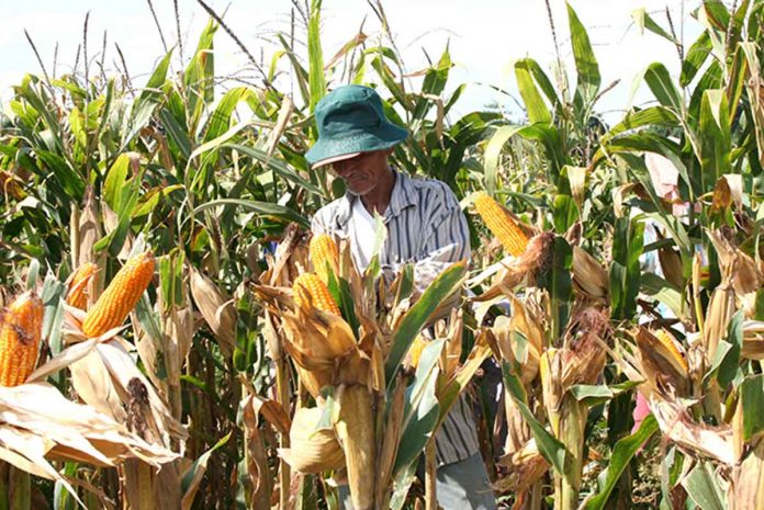 Corn farmers are dependent on petrol products in farm production, particularly those using machinery from land preparation to postharvest and processing activities.