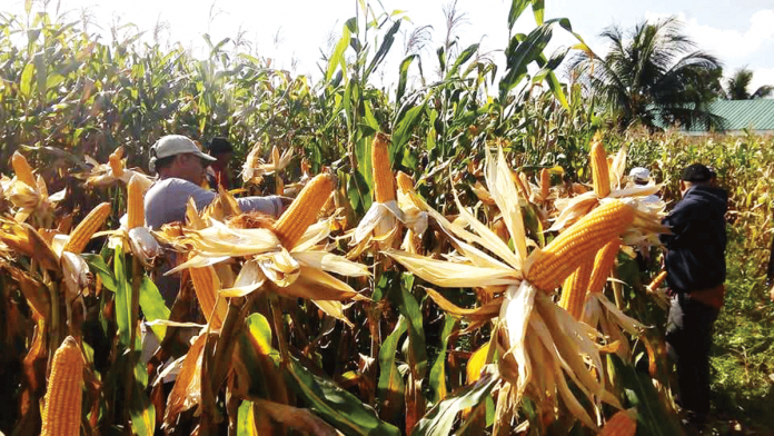 Corn farmers with machinery -- either a tractor, corn sheller, pump and engine, or corn mill – can avail themselves of fuel discount cards from the Department of Agriculture.