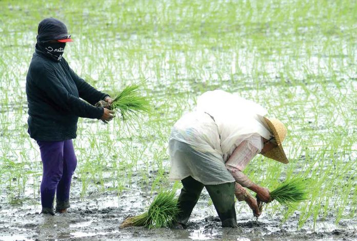 PLANTING SEASON. Rice farmers start planting a newly tilled rice field in Pototan, Iloilo. The Department of Agriculture in Region 6 has warned that the prohibitive cost of farm inputs could slow down rice production and affect food security. PN PHOTO