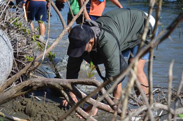 A volunteer plants a mangrove propagule during the kick-off of Capiz provincial government’s 1M Kahoy Project – a massive reforestation program. PHOTO BY CAPENRO