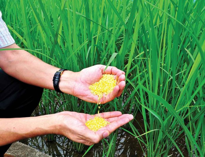 Golden Rice is a new type of rice that contains beta carotene (provitamin A, a plant pigment that the body converts into vitamin A as needed). This compound is what gives this grain its yellow-orange or golden color, hence its name. IRRI PHOTO