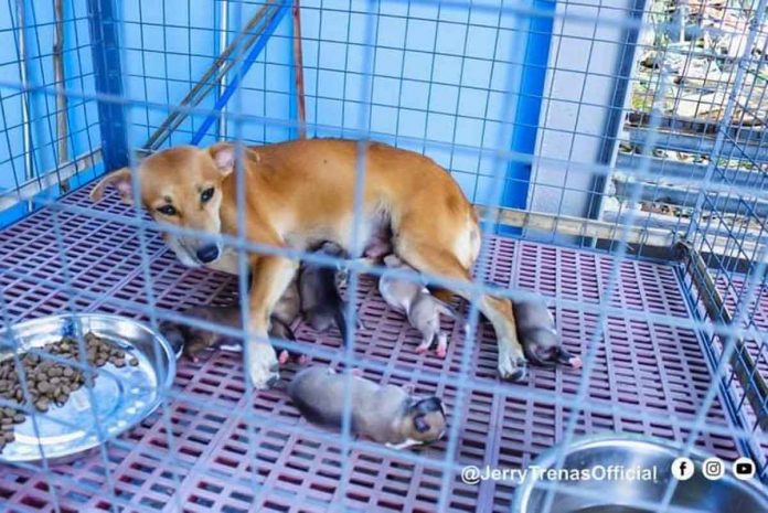 Dogs in the Iloilo City Dog Pound and Animal Shelter in the shelter will be neutered or spayed to prevent them from reproducing; others will be up for adoption. PHOTO @JERRYTREÑASOFFICIAL