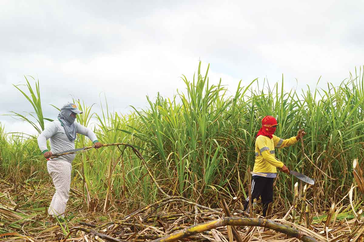 Sugar shortage looms Panay sugar mills told to open early for next