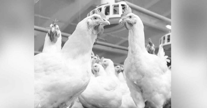 On March 2022, the province of Aklan imposed a temporary ban on the entry of domestic and wild birds including meat, eggs, semen, and manure from other regions to protect the general public from the ill effects of Avian Influenza.